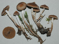 Cortinarius comptulus