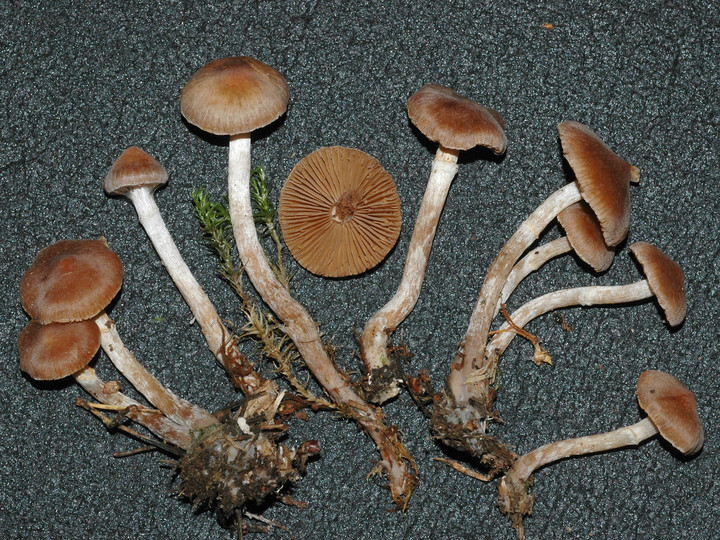 Cortinarius comptulus