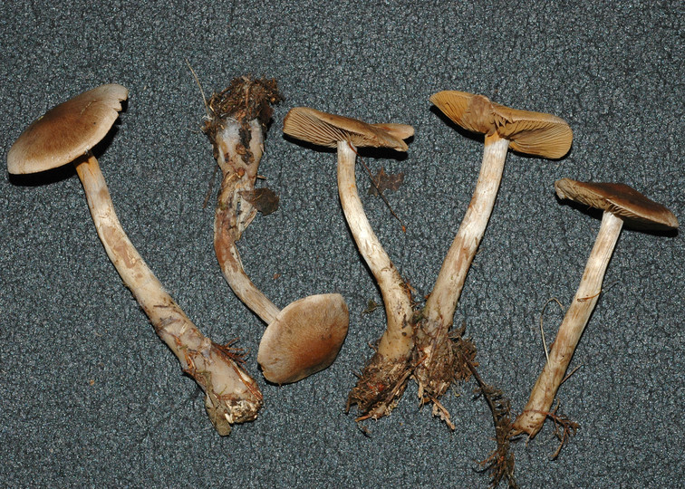 Cortinarius furvolaesus