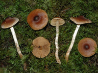 Cortinarius jubarinus