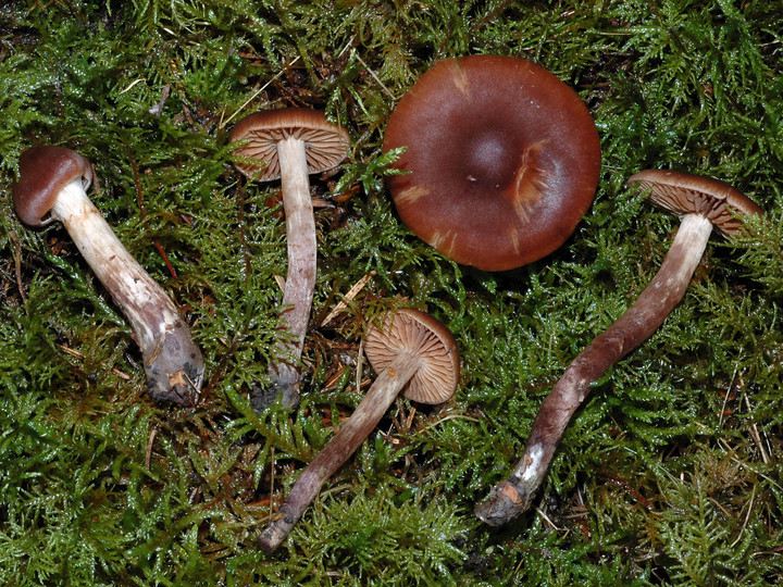 Cortinarius uraceus