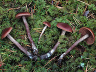 Cortinarius uraceus