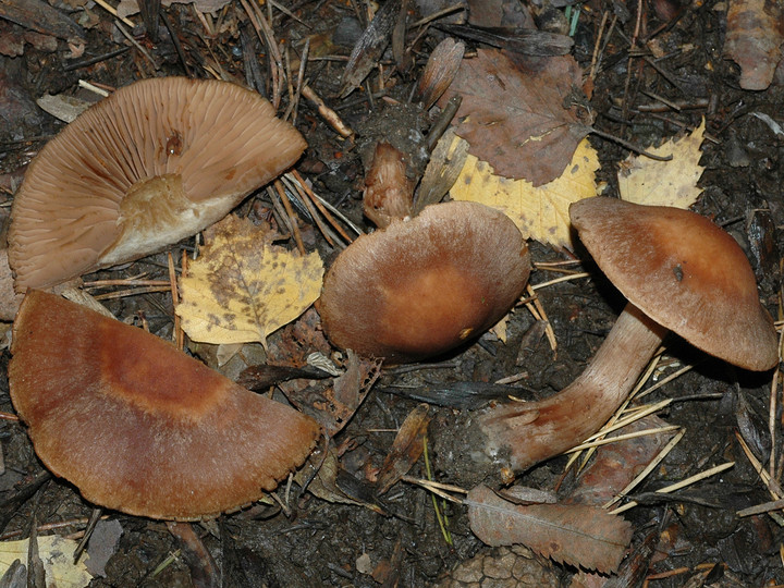 Cortinarius disjungendus