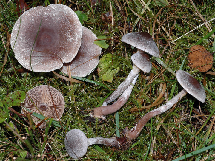 Cortinarius hemitrichus