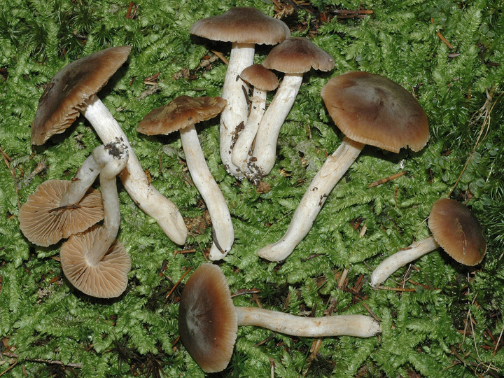 Cortinarius fragrantior