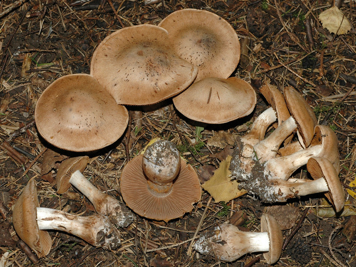 Cortinarius bovinus coll.