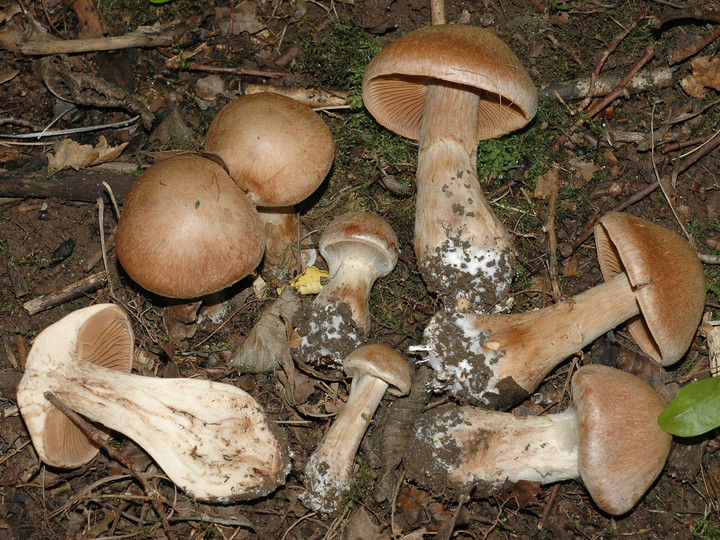 Cortinarius bovinus coll.