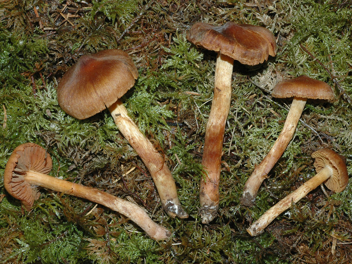 Cortinarius aureovelatus