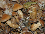 Cortinarius fulvoaureus?