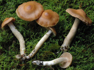 Cortinarius duracinus