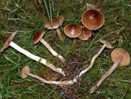 Cortinarius jubarinus