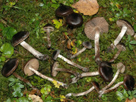 Cortinarius decipiens