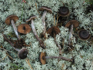 Cortinarius depressus