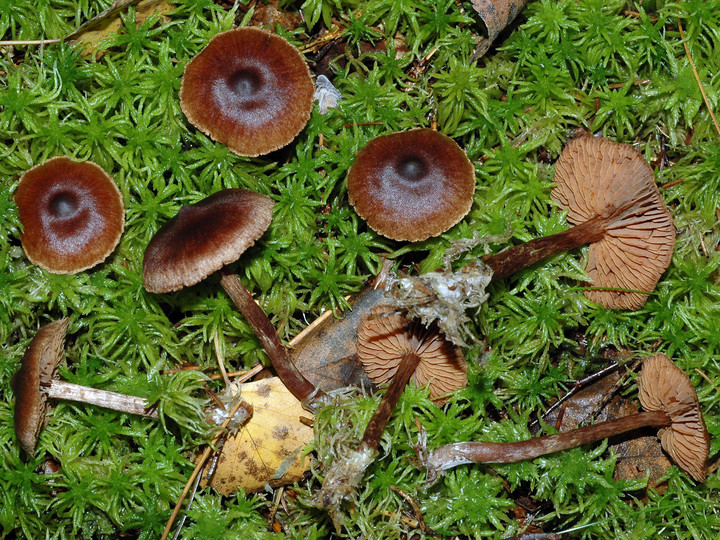 Cortinarius umbrinolens