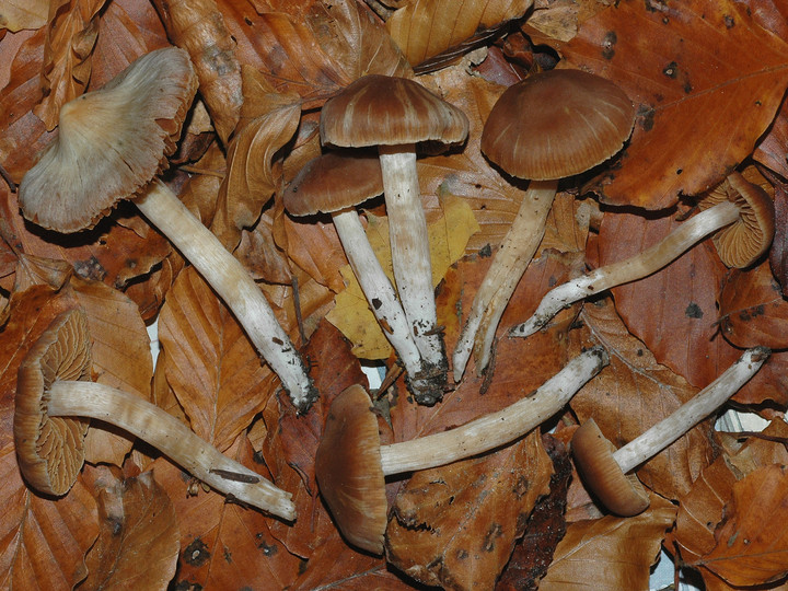 Cortinarius acetosus