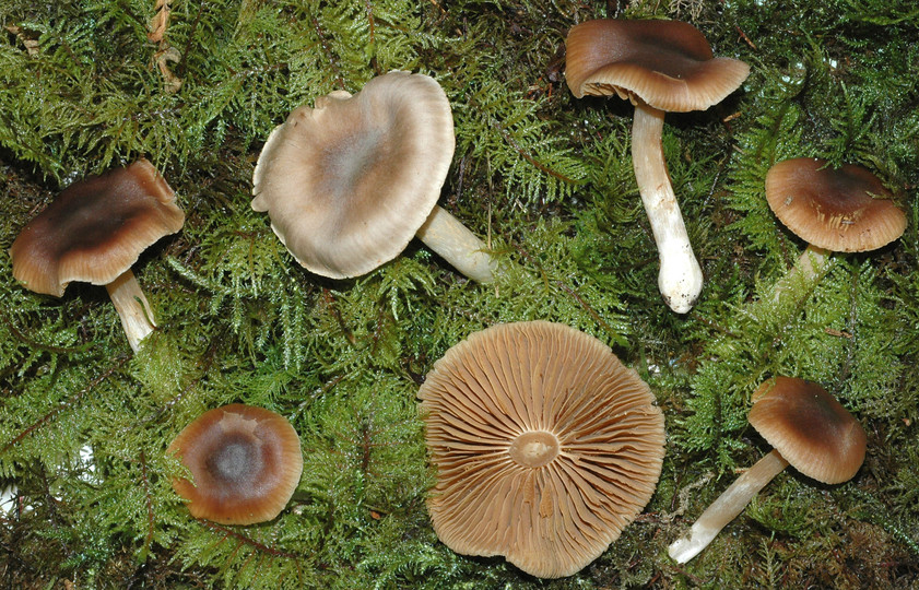 Cortinarius fragrantior