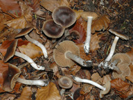 Cortinarius fragrantior