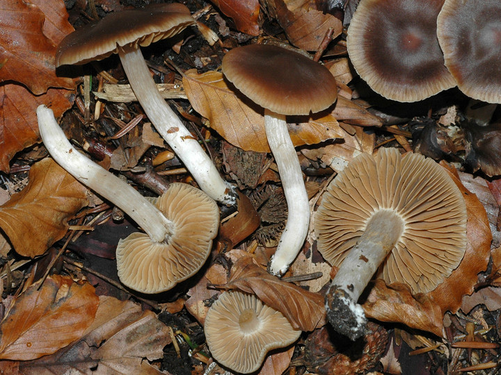 Cortinarius fragrantior