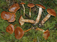 Cortinarius renidens