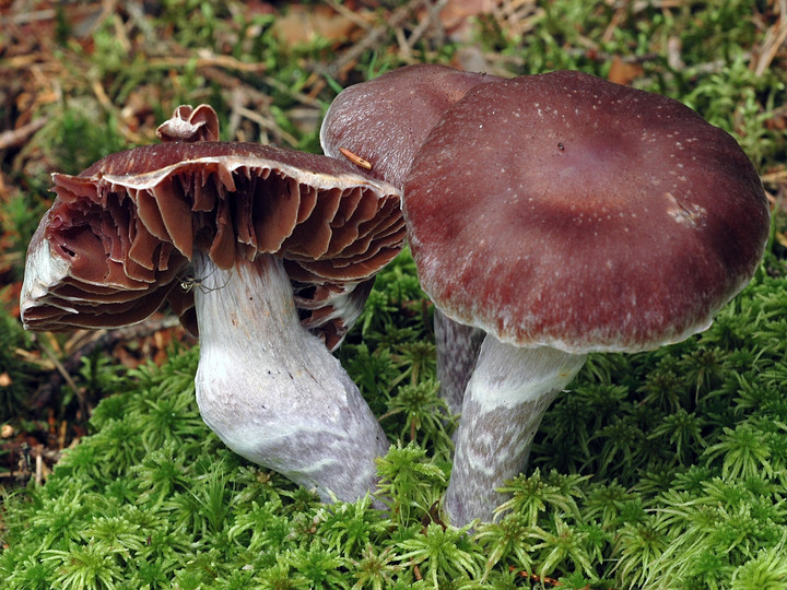 Cortinarius evernius