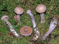 Cortinarius venustus