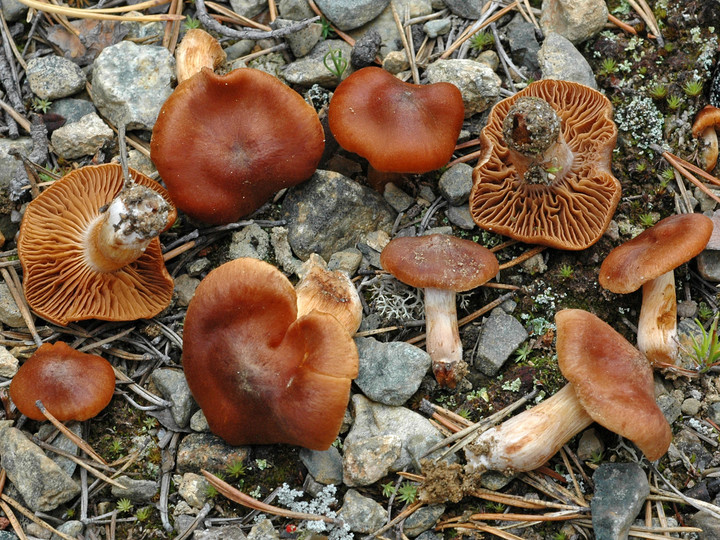 Cortinarius odhinnii