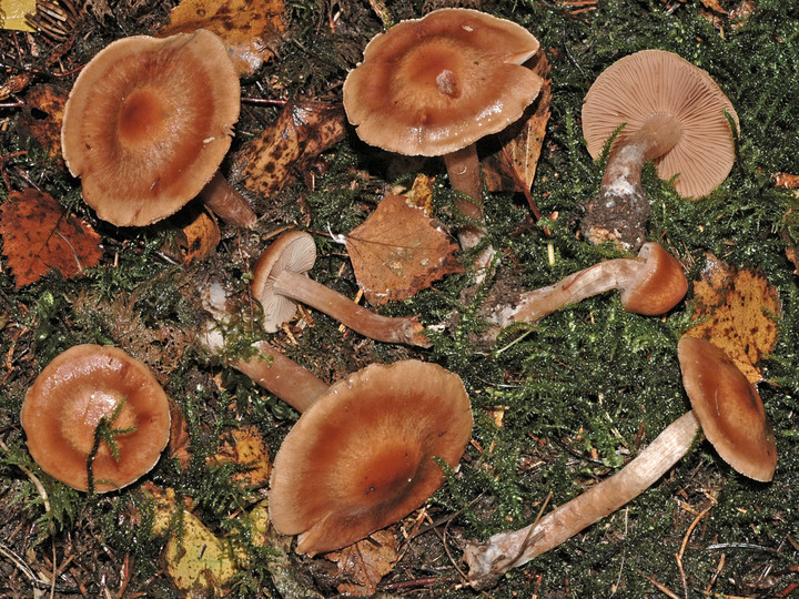 Cortinarius balaustinus