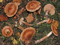 Cortinarius balaustinus