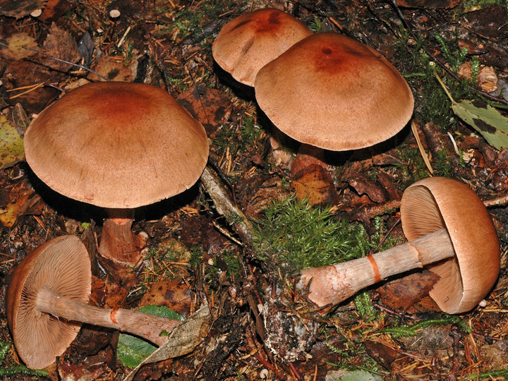 Cortinarius armillatus