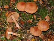 Cortinarius armillatus