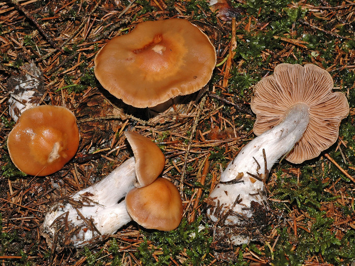 Cortinarius armeniacus