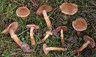 Cortinarius hinnuleus aff.