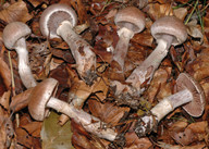 Cortinarius torvus