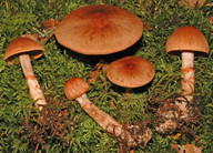 Cortinarius armillatus