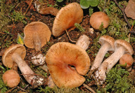 Cortinarius balaustinus