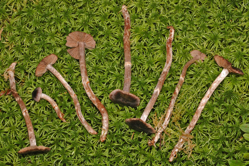 Cortinarius flos-paludis