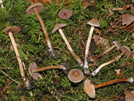 Cortinarius diasemospermus