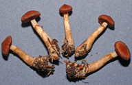 Cortinarius colus