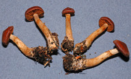Cortinarius colus