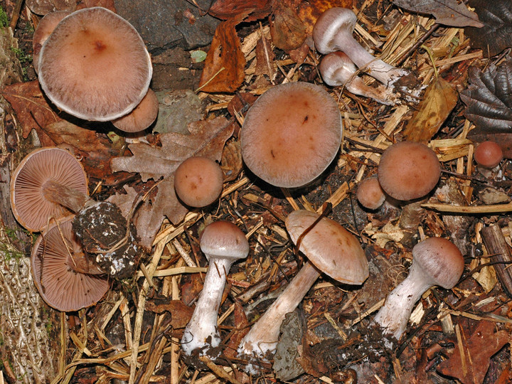 Cortinarius lucorum