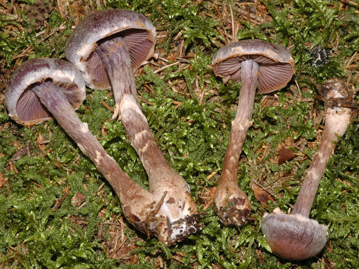 Cortinarius ionophyllus