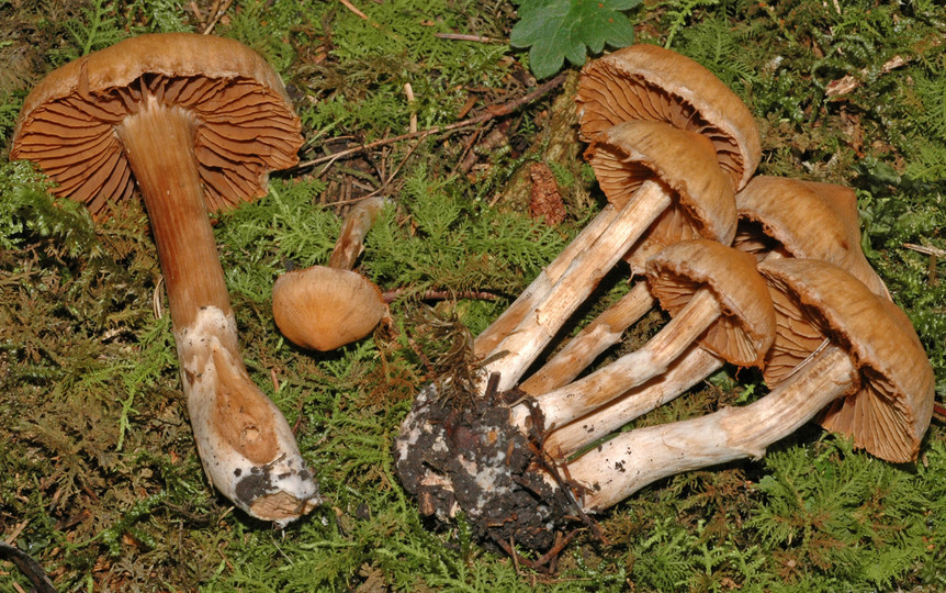 Cortinarius hinnuleus