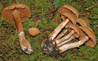 Cortinarius hinnuleus