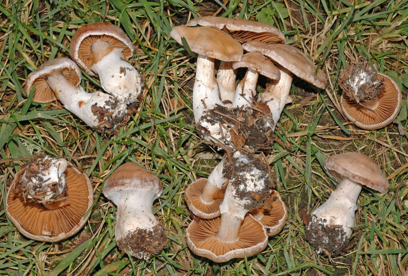 Cortinarius biveloides aff.