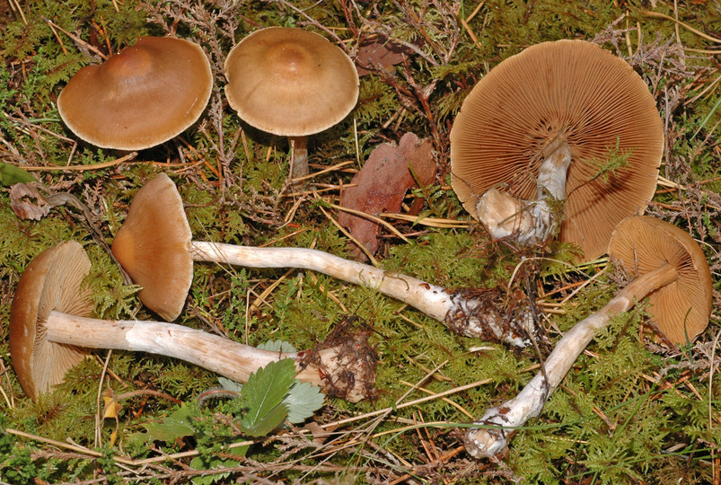 Cortinarius testaceofolius?