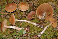 Cortinarius testaceofolius?