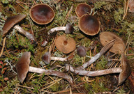 Cortinarius glandicolor