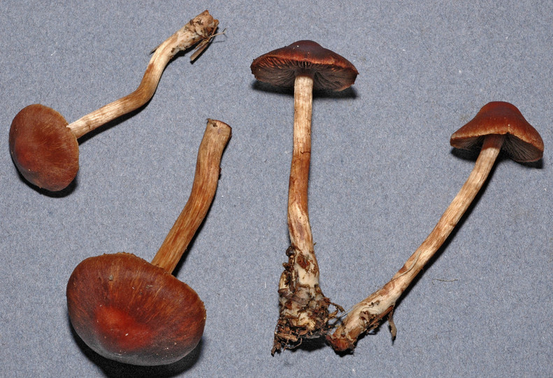 Cortinarius coleoptera aff.