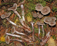 Cortinarius flexipes