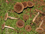 Cortinarius angelesianus